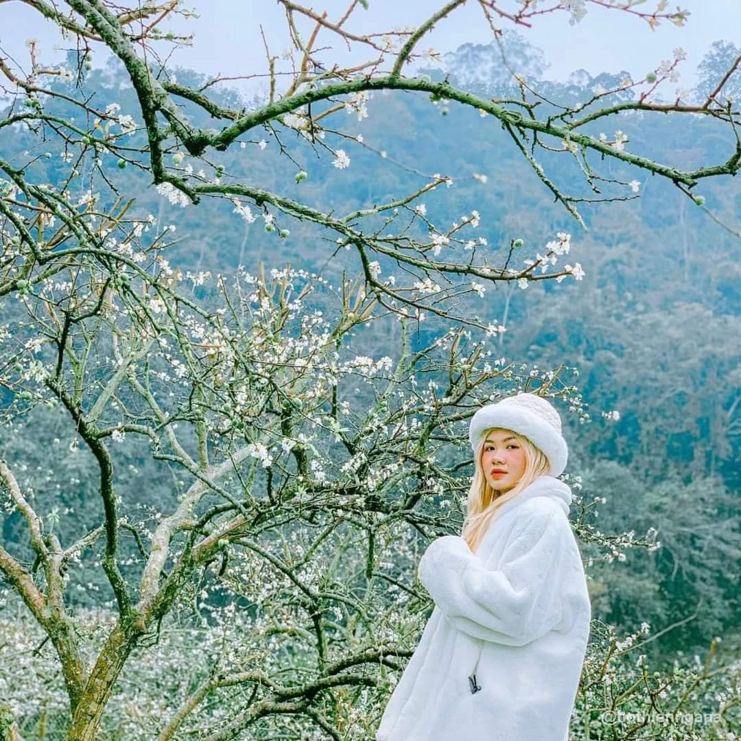 Mộc Châu chơi gì❓ Ở đâu❓